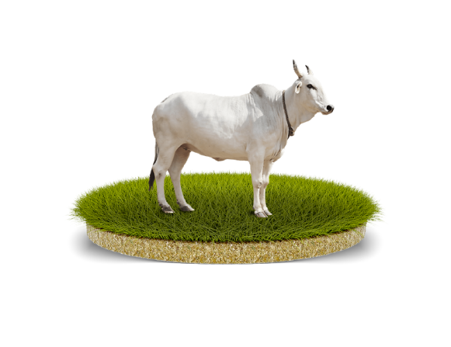 Vaches sacrificielles